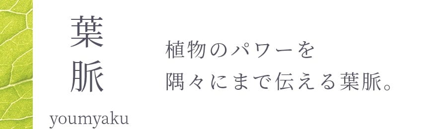 葉脈　植物のパワーを隅々にまで伝える葉脈。