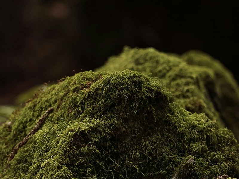 苔の写真